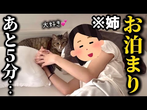 元ボス猫を家族に迎えたら女好きすぎるただのおっさんでした