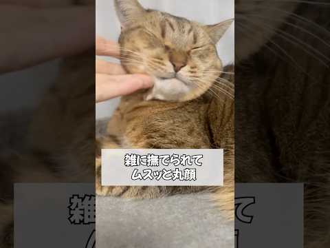 寝起きの猫にダル絡みしたらこうなった…