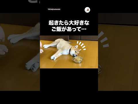 起きたら大好きなごはんあって…|PECO