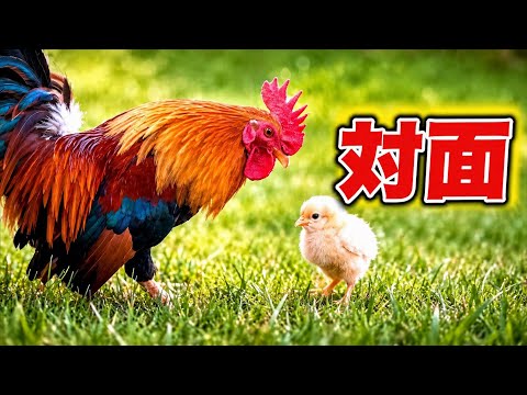 親だと勘違いしたヒヨコの驚きの行動