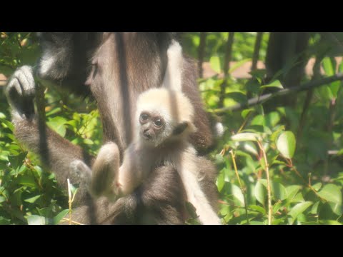 ココの赤ちゃん葉っぱを食べる　上野動物園　テナガザル　202512