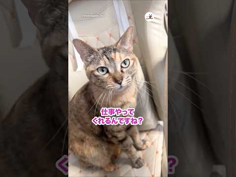 イス争奪戦🔥｜PECO サムネイル