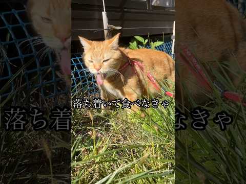 落ち着いて食べなきゃ 猫 cat アメショ 散歩 食べ放題 うめ サムネイル