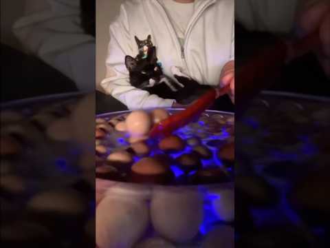 生配信中に出現する奇妙なものThis Strange Thing Appeared LIVE 😳