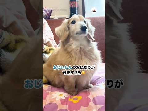 おじいわんのおねだりが可愛すぎる🤭｜PECO サムネイル