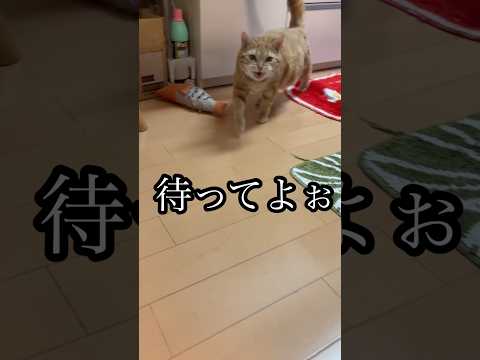 待ってよぉ 猫 ついてくる cat アメショ うめ サムネイル
