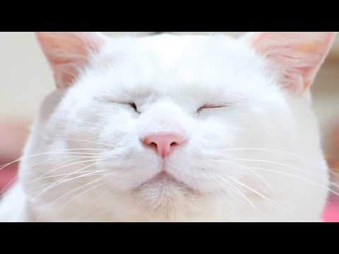 うずまきLIVE配信？　放置？　2026年4月25日 サムネイル