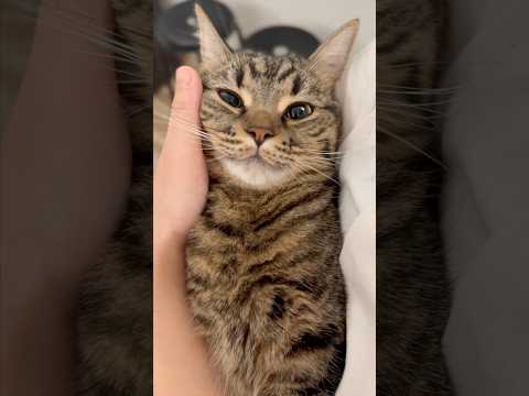 一日中必死に寝てた猫たちと、必死に働いた飼主www cat 猫