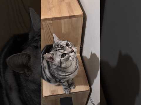 アメショーのラッテ アメショ アメリカンショートヘア 猫と暮らす家猫との暮らし猫 サムネイル