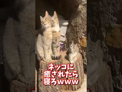 ネッコの動画で癒されたら寝ろｗｗｗ　2ch  動物  猫 癒やし ねこ動画 サムネイル