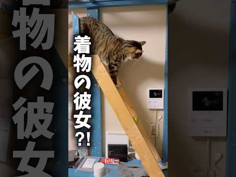 次男と彼女と球太の青春cats shorts 球太 サムネイル