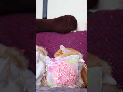 ふっくらさくら蒸しパン　260501　 cat のせ猫 cute　 蒸しパン ねこ さくら　 猫 ヤマザキ　猫のいる暮… サムネイル