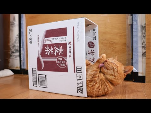 ユニバース麦茶　　box and cat　260124 サムネイル
