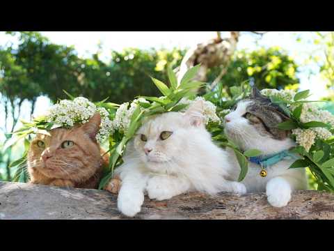 七竈の花　のせ猫　260601 サムネイル