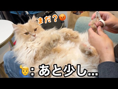 最後まで我慢できなかった猫の、ささやかな抵抗が可愛すぎた サムネイル