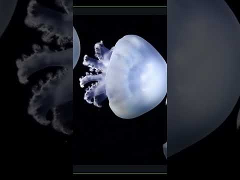 深夜のクラゲライブ | オールナイトカモスイ 東北エプソンアクアリウムかもすい healing  relaxing… サムネイル