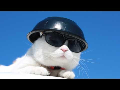 かご猫LIVE配信　2026年6月5日