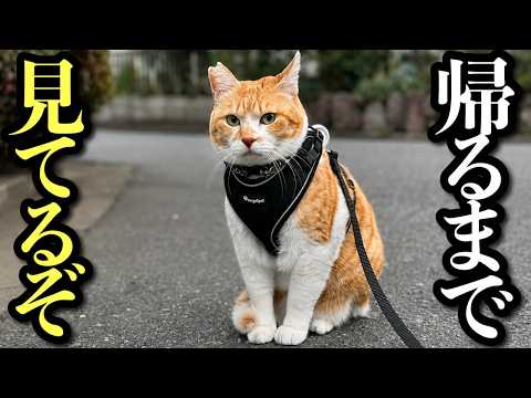 脱走した娘猫を家まで送り届ける猫がかっこよすぎる サムネイル