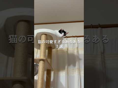 猫の可愛すぎるあるある3選 猫 ねこ 猫のいる暮らし 猫好きさんと繋がりたい 猫動画 ねこ動画 保護猫 豆知識 雑学 サムネイル