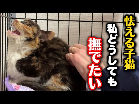 保護して数時間…怯える子猫を撫でてあげたい サムネイル