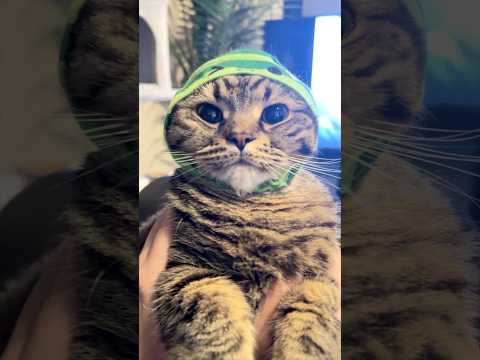 【水球部】もふもふ猫が可愛すぎる...www cat 猫 サムネイル