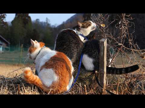 草原のちろとさばず　260408 サムネイル