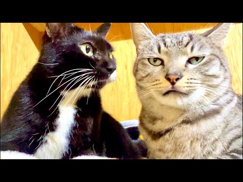 99%が5分で眠くなる😴 猫のゴロゴロ×Water Wood ASMR サムネイル