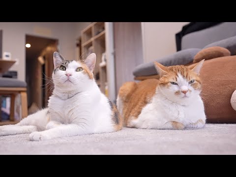 【30分】猫の音楽｜猫のいる日常BGM｜もしぬこ｜１