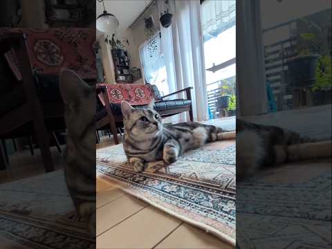 アメショーのラッテ アメショ アメリカンショートヘア 猫と暮らす家＃猫との暮らし猫 サムネイル