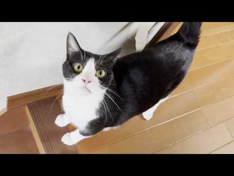 お母さんのことが大好きでついつい追いかけ回してしまう猫 サムネイル