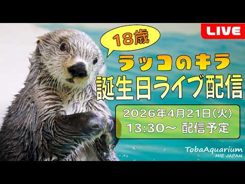 《鳥羽水族館》 ラッコ「キラ」㊗︎18歳！誕生日ライブ配信 サムネイル