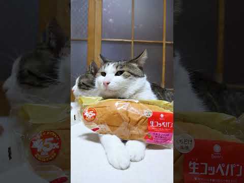 なぜか45%増量！「生コッペパン（イチゴジャム＆マーガリン）」　260330 cat cute のせ猫 familym… サムネイル