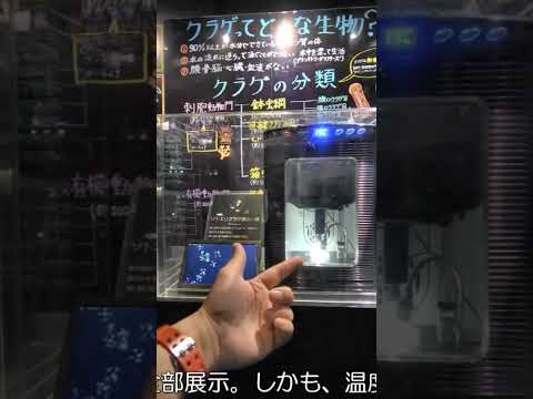 新生　加茂水族館のここがすごいよ！その⑧ 水族館 加茂水族館 aquarium Dr.クラゲさん サムネイル