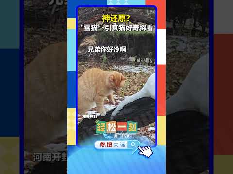 【萌寵】神還原？河南一公園「雪貓」引真貓好奇探看