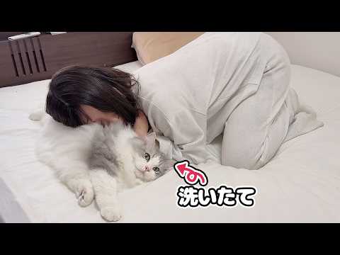 洗いたてのふわっふわの猫を枕にしてみたら、まさかのこうなった…w