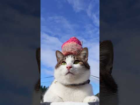 ピンク帽子　260302　のせ猫　 cat  cute　 ねこ　 ネコ　 猫のいる暮らし　 猫　 kitten　 cu… サムネイル