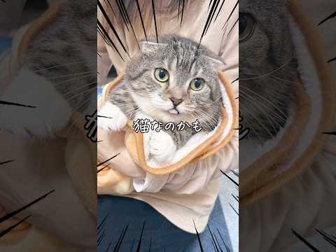 りっちゃんって猫なのかも･･･？ 猫 サムネイル