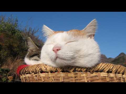 しろおもいで 260302 サムネイル