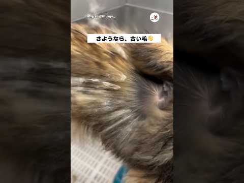 毛がスルスル〜｜PECO サムネイル