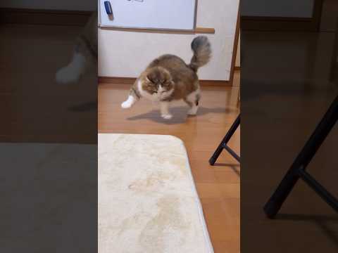 一往復半 サムネイル