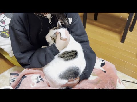 不遇の娘を癒してあげる心優しい重たい猫 サムネイル