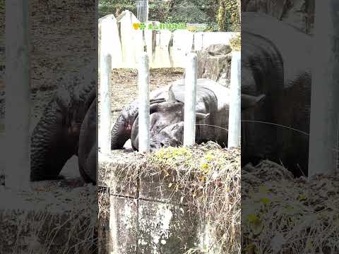 【東山動植物園公式】インドサイたちの秋《 インドサイ　サイ 》 #short