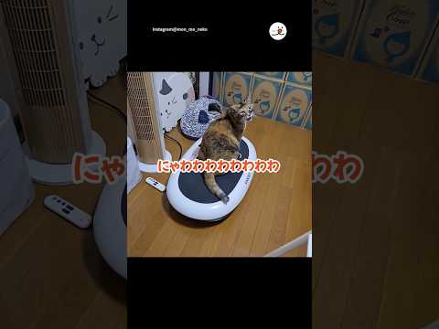 にゃわわわわ|PECO