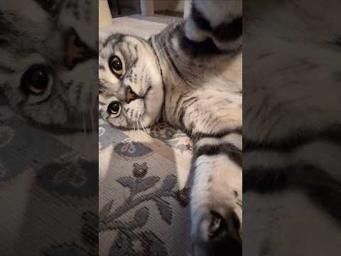 アメショーのラッテ アメショ アメリカンショートヘア ＃猫との暮らし猫と暮らす家猫 サムネイル