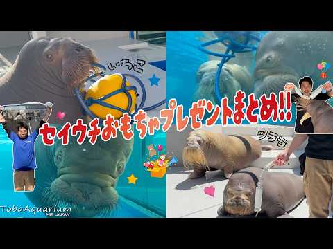 《鳥羽水族館》セイウチおもちゃプレゼントまとめ！ サムネイル