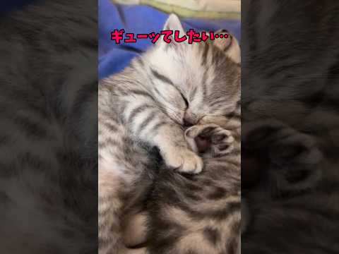 ギュってさせて♥お猫さん！ サムネイル