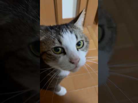 当たり前のように「ニャ〜ぉ」 サムネイル