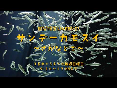 期間限定LIVE配信！ サンデーカモスイ ～さがなどご～ サムネイル
