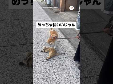 【親友】お散歩中のお友達｜PECO サムネイル