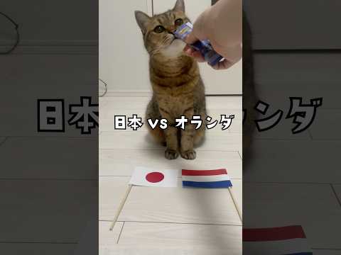 【W杯猫予言】日本VSオランダの勝敗を猫にガチ予想させたら… ワールドカップ  worldcup ネコ cat サムネイル